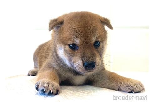 成約済の滋賀県の柴犬-141219の1枚目